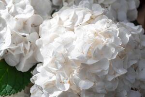 Close up view of stunning white hydrangea flowers blooming in a vibrant garden, showcasing a delicate and elegant natural display that enhances the beauty of the surroundings photo