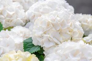 White hydrangea flowers with soft petals bloom profusely creating a floral natural background, emphasizing the serene natural beauty and elegance of the spring garden, photo