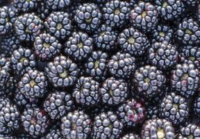 Ripe blackberries form a dark, dense and textured layer,rich deep blue color with the back of the berries visible, creating an attractive visual image, photo