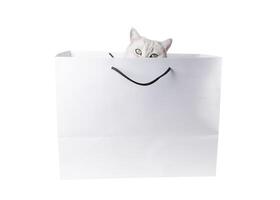 Silver scottish straight cat with green eyes looks out curiously from white cardboard shopping bag with black rope handles isolated on white background,creating an adorable and playful scene, photo