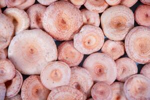 Textured mushroom background of numerous pink mushrooms, Lactarius torminosus in Latin, neatly arranged on a surface, conditionally edible mushroom of good quality, used in salted and pickled form, photo