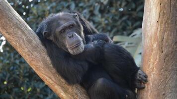 Common chimpanzee rest in a tree - Pan troglodytes video