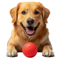 Golden Retriever Red Ball Dog Toy on transparent background png
