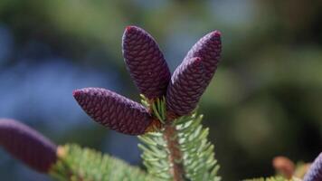 Close-up of Purple Fir Cones on Branch with Soft Blurred Forest Background in Natural Light video