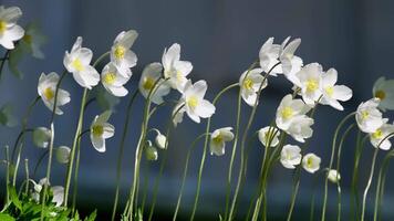 Delicate White Anemone Flowers Swaying Gracefully in a Serene Natural Garden Setting with Soft Blue Background video
