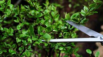 Close-up of pruning shears trimming green shrub branches in a garden, highlighting gardening and plant maintenance. video