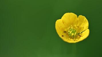 Close-up of a vibrant yellow wildflower blooming in natural green surroundings with soft focus video