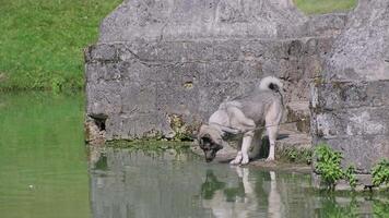 Curious Norwegian Elkhound Exploring Stone Bridge Edge and Calm Green Water Reflection in Natural Park video