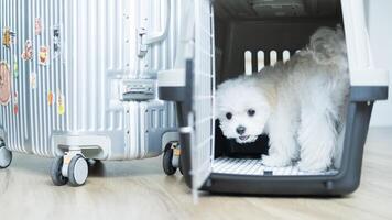 Adorable Maltese puppy looking out from a crate beside a decorated silver suitcase. photo