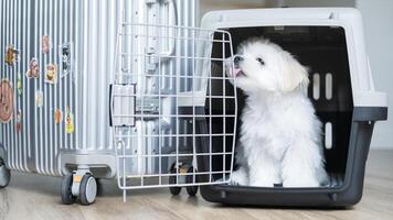 Happy Maltese puppy licking crate door, sitting excitedly beside a suitcase indoors. photo