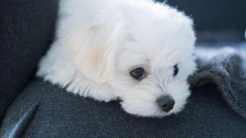 Close-up of a white Maltese puppy lying quietly on a couch, eyes wide open in peaceful stillness. photo