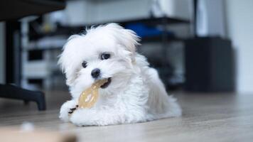 Curious white puppy joyfully chews a round toy on the floor, showing playful energy and early learning in a safe and loving pet-friendly home setting. photo