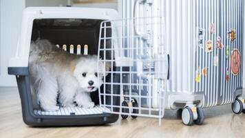 Maltese puppy peeks out from travel crate next to a silver suitcase, ready for an adventure. photo