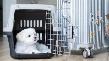 Fluffy Maltese puppy resting calmly inside a crate beside a suitcase, looking alert. photo