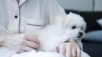 Gentle cuddle session on the sofa as the Maltese puppy relaxes in owners arms enjoying quiet time together. photo
