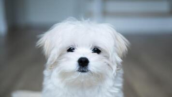 A white Maltese puppy stares quietly with gentle, soulful eyes, expressing a sense of innocence, longing, and vulnerability in a calm indoor environment. photo