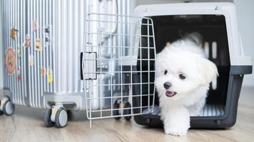 Cute Maltese puppy stepping out from crate door with a curious look and bright eyes. photo