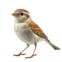Close up of a cute sparrow bird perched looking to the side wildlife isolated on transparent background png