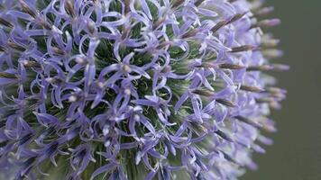 Close-up detailed macro shot of unique purple globe thistle flowers in natural outdoor garden environment video