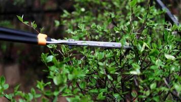 Precision Garden Hedge Trimming with Pruning Shears in Lush Green Backyard Environment video