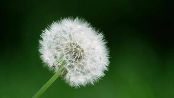 Close-up of Delicate White Dandelion Seed Head in Natural Green Outdoor Setting with Soft Focus video