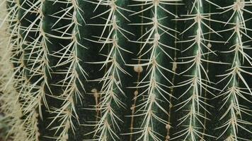Close-up view of sharp spines on a green desert cactus plant with textured surface video