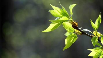 Close-up of vibrant green leaves sprouting from a branch, symbolizing new growth and the freshness of springtime. video