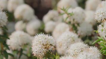 A close up of white flowers in a field video