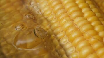 Close-up of Fresh Yellow Corn Cobs Boiling in Water with Bubbling Steam Effect video
