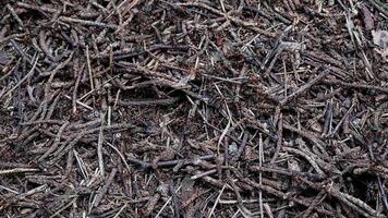 Close-up View of a Busy Anthill with Active Ants in Natural Forest Floor Environment video