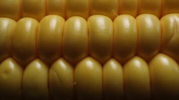 Close-Up View of Fresh Yellow Corn Kernels Showing Natural Texture and Vibrant Color in Agricultural Setting video