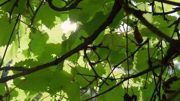 Sunlight filtering through lush green grapevine leaves in a peaceful natural garden environment video