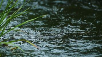 Close-up of Green Grass Brushed by Gentle Breeze Beside Flowing Water Surface in Natural Setting video