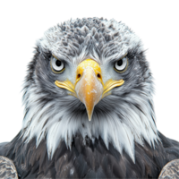 Bald eagle close up portrait of majestic bird with sharp eyes and beak view isolated on transparent background png