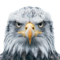 Close up portrait of bald eagle face with sharp eyes and beak wildlife bird isolated on transparent background png