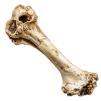 Anatomical bone structure fossil remains skeletal system study element isolated on transparent background png