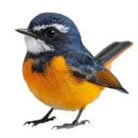 Isolated colorful bird illustration for design and decoration elements isolated on transparent background png