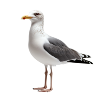 Standing european herring gull seabird wildlife animal avian ornithology isolated on transparent background png