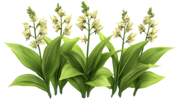 Elegant white flowers with green leaves botanical art isolated on transparent background png