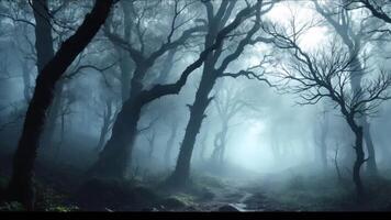 A dark forest with trees and fog video