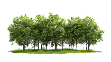 Lush green trees foliage forest nature landscape isolated on transparent background png