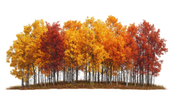 Autumn trees with colorful leaves in forest scenery isolated on transparent background png