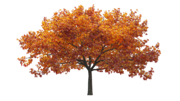 Autumn foliage tree with orange leaves on display isolated on transparent background png