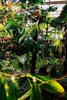 Lush greenery fills a vibrant indoor botanical garden during a sunny afternoon photo