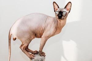 Sphynx cat exploring its surroundings in a bright indoor space photo