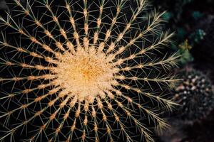 Visual display of a spherical cactus showing intricate natural patterns and textures under sunlight photo
