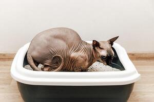 Sphynx cat using its litter box in a cozy indoor environment during daytime hours photo