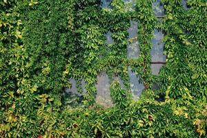 Vibrant green ivy grows on a rustic building creating a natural tapestry photo