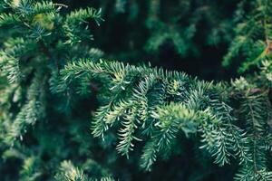 Close up view of vibrant green evergreen foliage in a garden setting during daylight hours photo