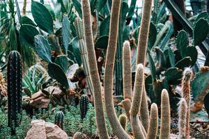 Cacti thriving in a vibrant botanical garden during daylight hours in a serene environment photo